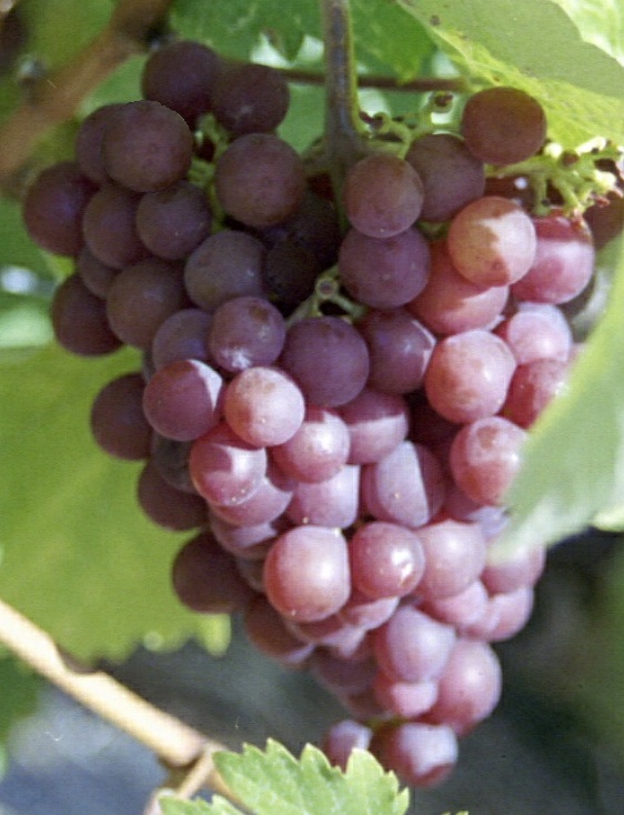 Local Grape Cluster